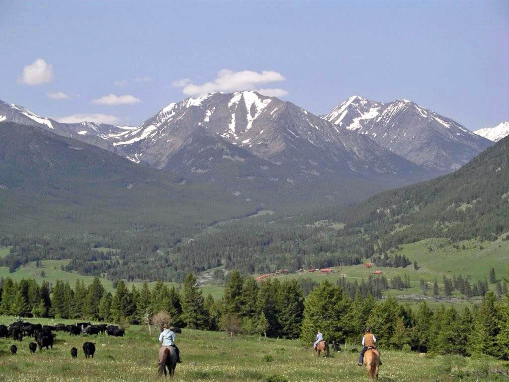 Cattle Drives at Sweet Grass Ranch, Montana