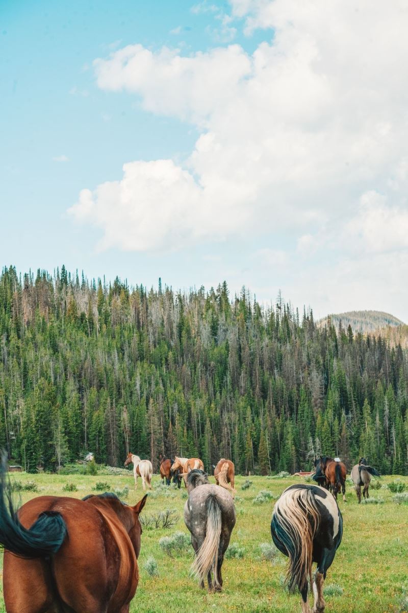 The Darwin Ranch - The Fly Shop