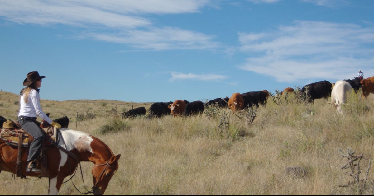 cattle-drives-top50-ranches