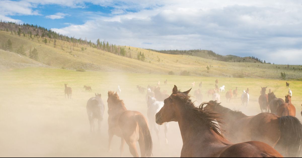 Sundance Guest Ranch, British Columbia, Canada - Guest Ranch vacation ...